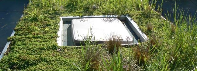 sedum blanket on green roof bus